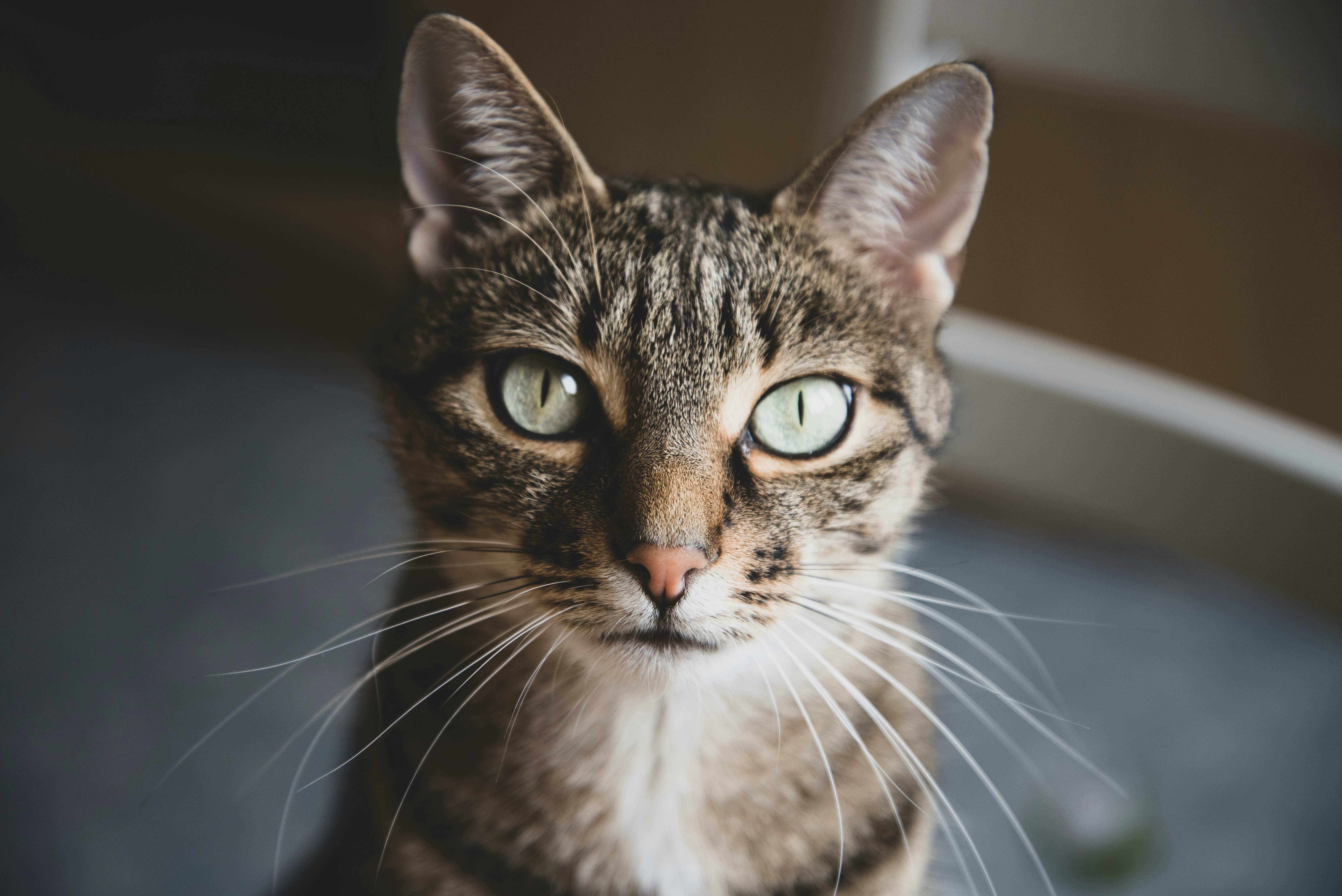 brown tabby cat in close up photography